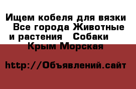 Ищем кобеля для вязки - Все города Животные и растения » Собаки   . Крым,Морская